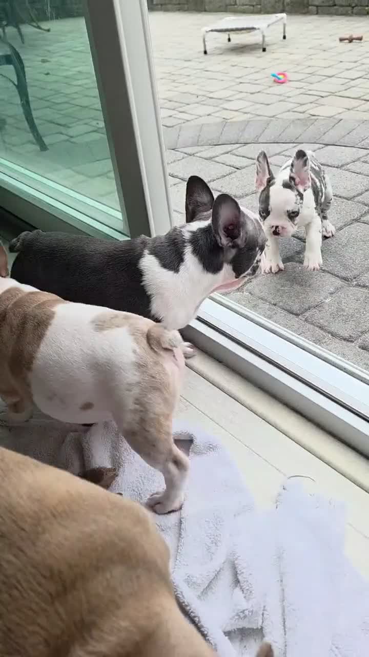 French Bulldog dogs for sale: Sultan - Video 1