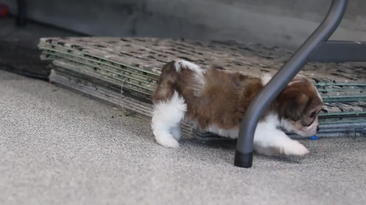Cavachon dogs for sale: Braxton - Video 1