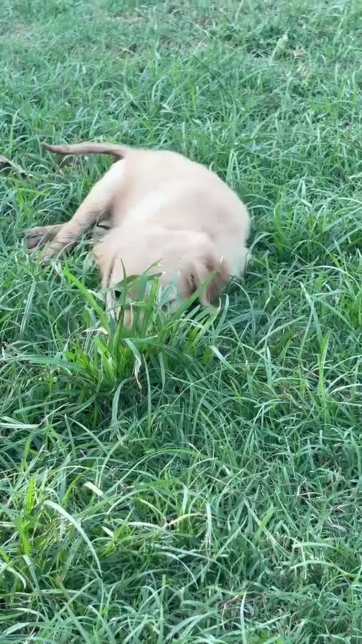 Golden Retriever dogs for sale: Jasmine - Video 4