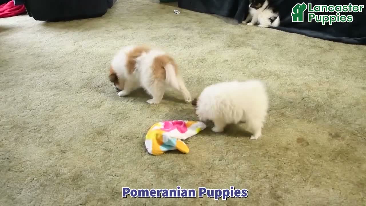 Pomeranian dogs for sale: Lily - Video 1