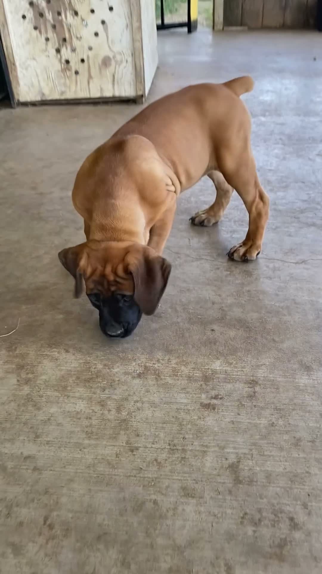 South African Boerboels dogs for sale: South African Boerboels 2 - Video 1