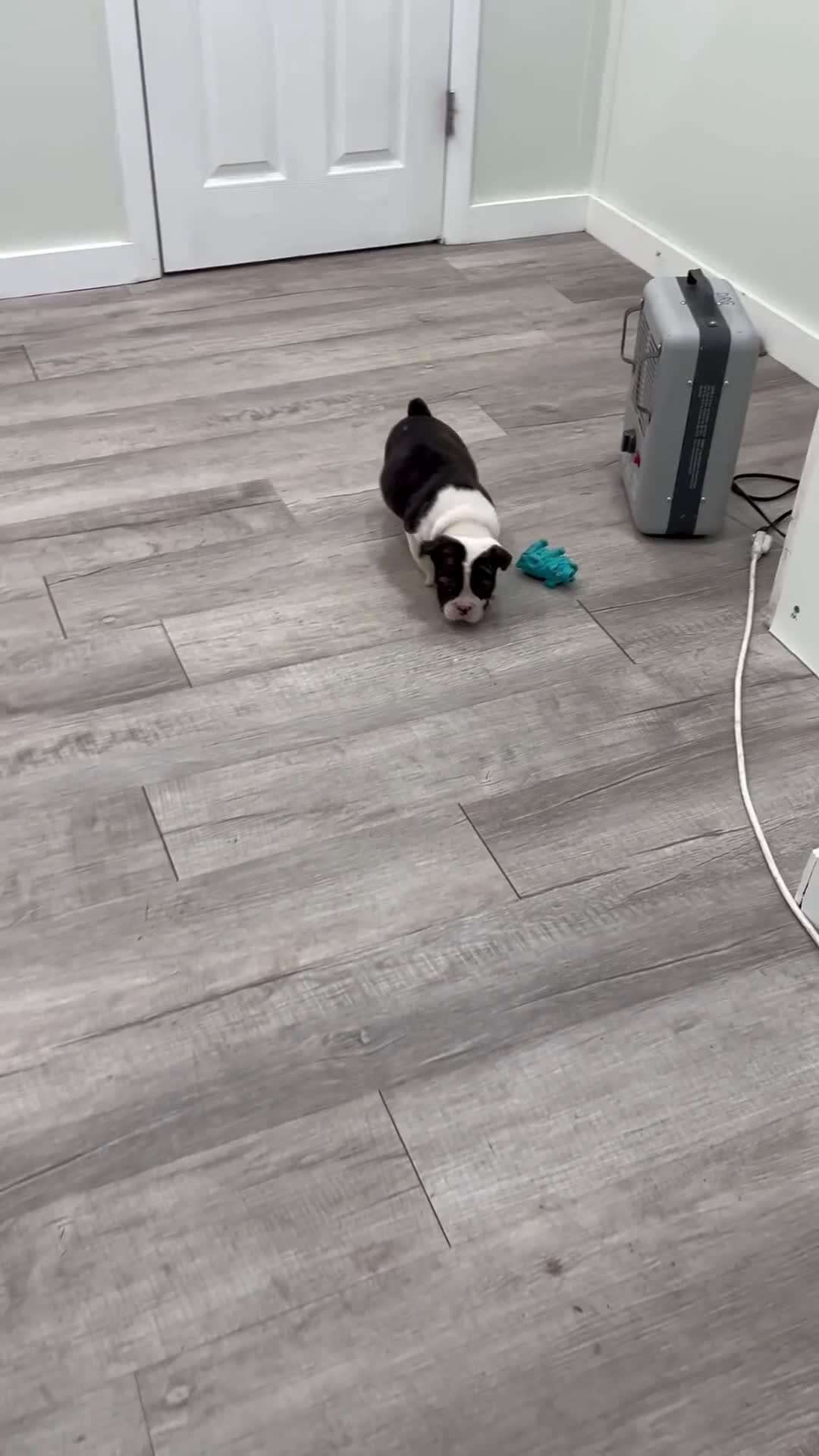 English Bulldog dogs for sale: Oreo - Video 1