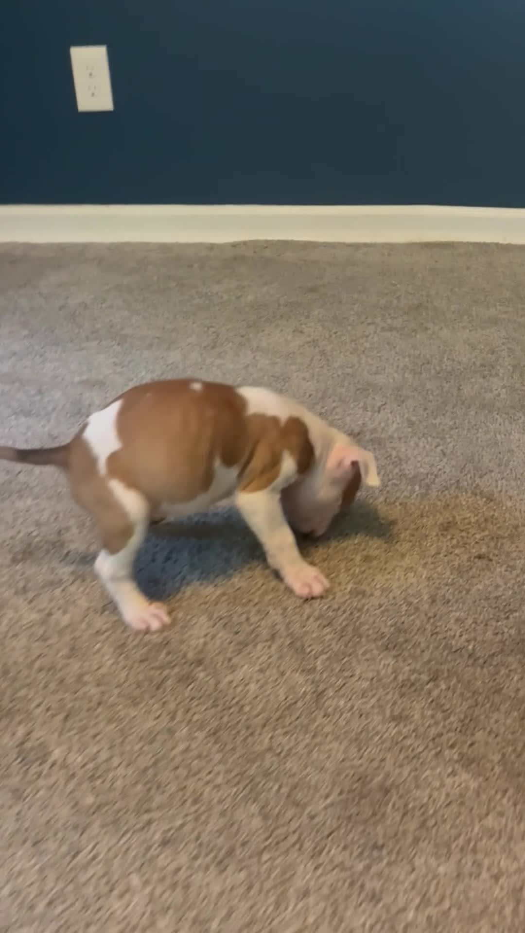 American Bully dogs for sale: Female 1 - Video 3