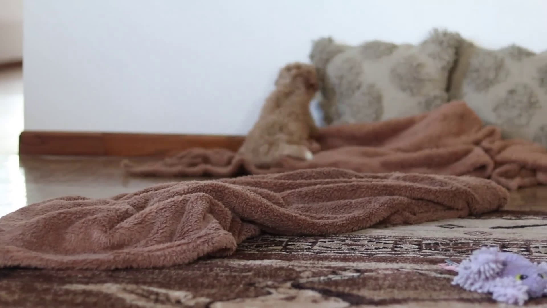 Mini Bernedoodle dogs for sale: Daisy - Video 4