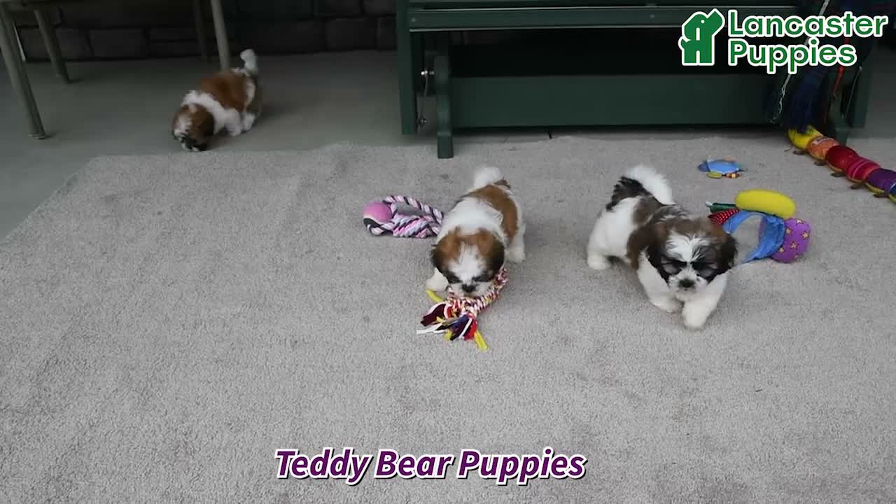 Teddy Bear dogs for sale: Tessa - Video 1