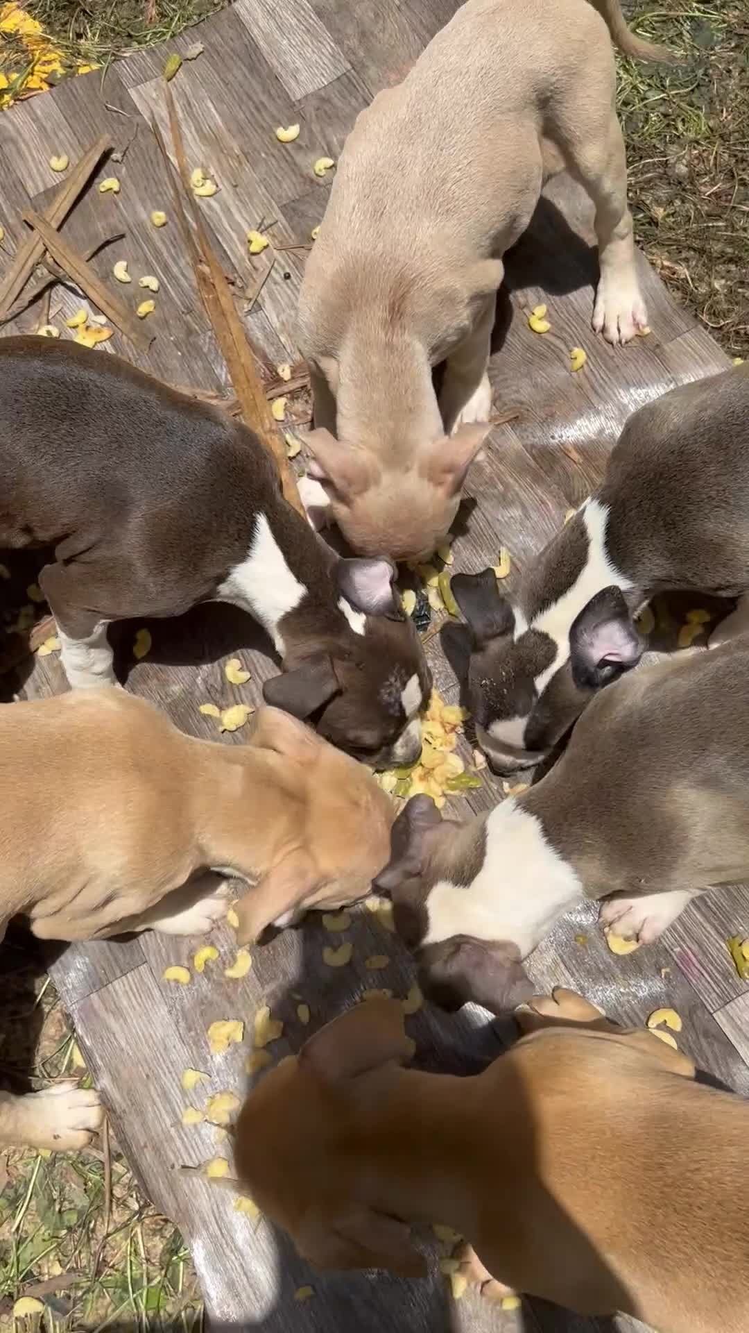 Mixed Breed dogs for sale: Mixed Breed 1 - Video 1