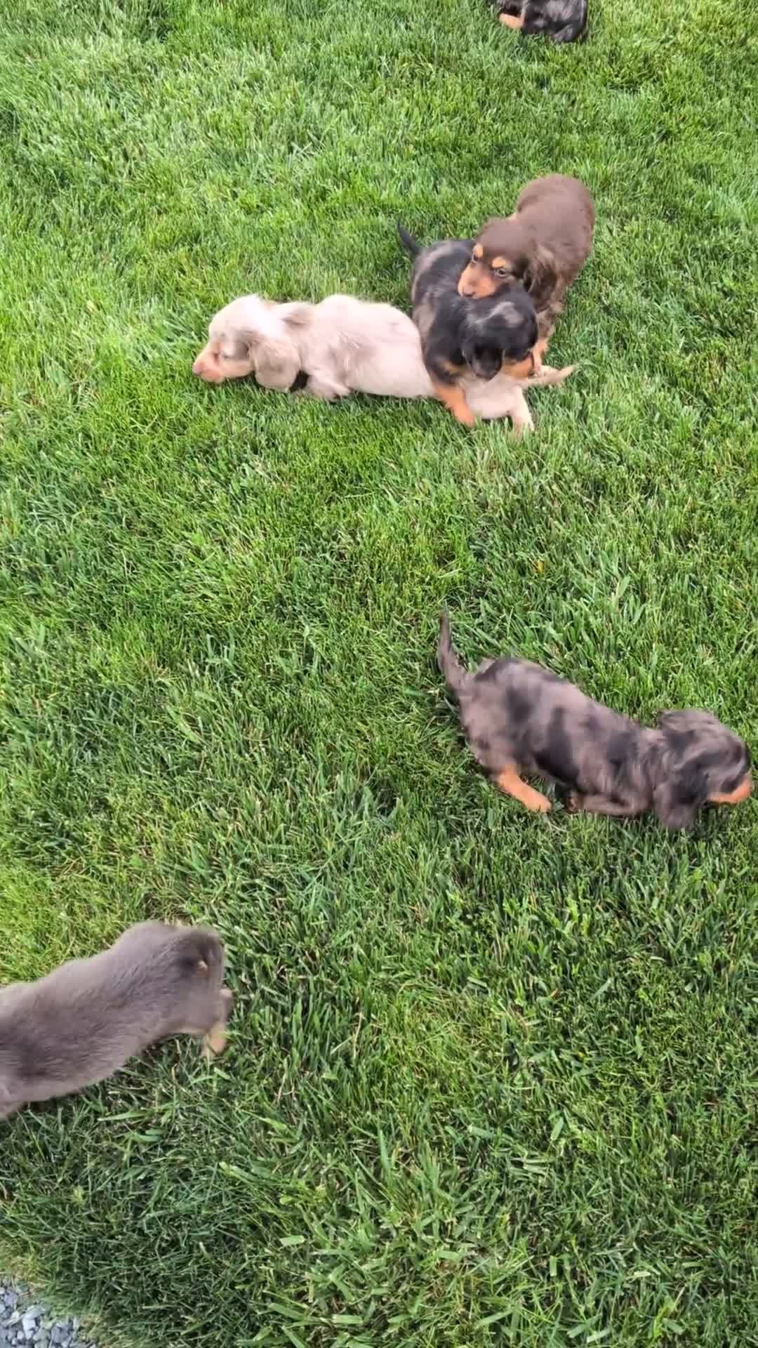 Miniature Dachshund dogs for sale: Miniature Dachshund Puppy 1 - Video 1