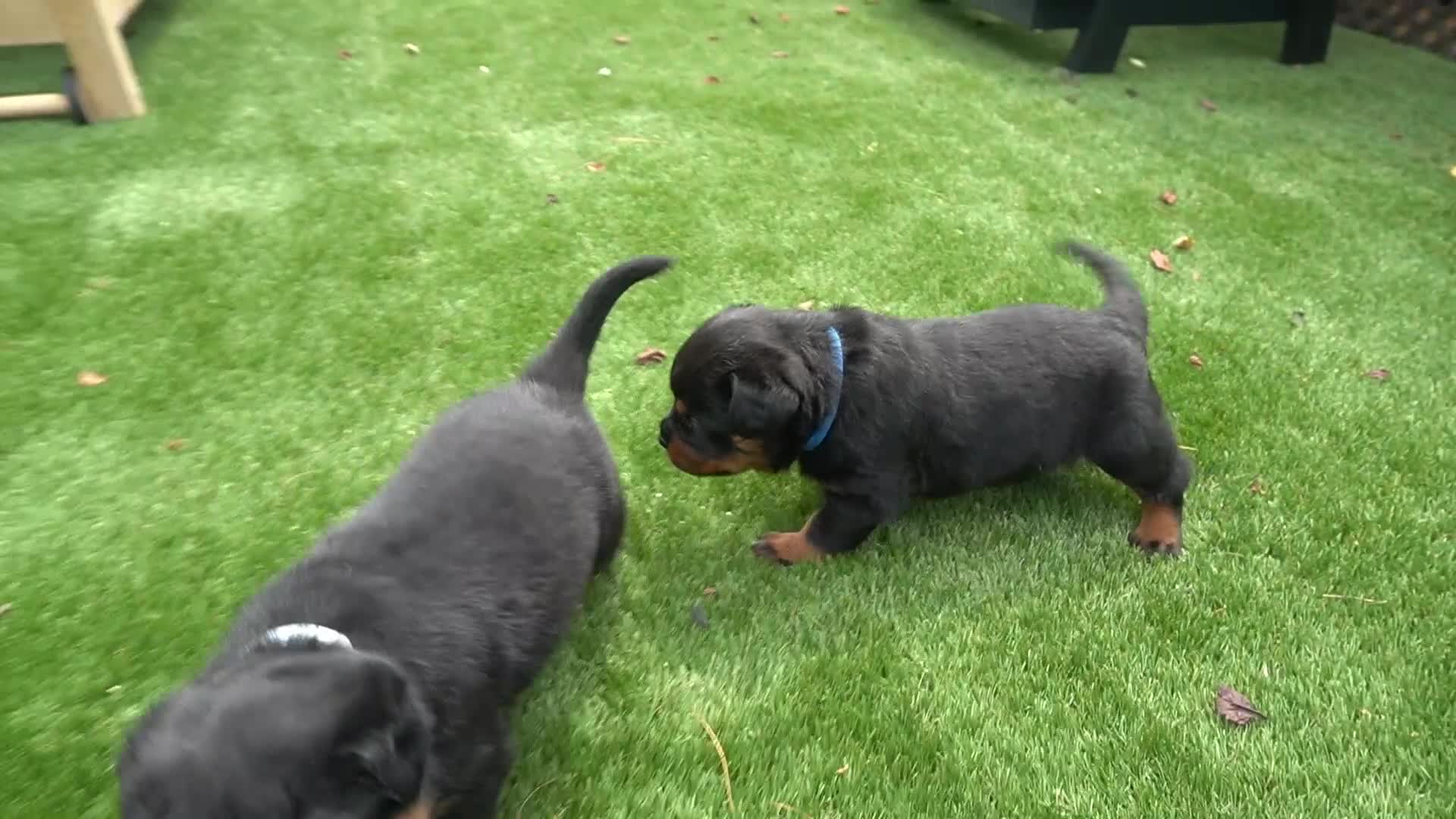 Rottweiler dogs for sale: EnZo - Video 1