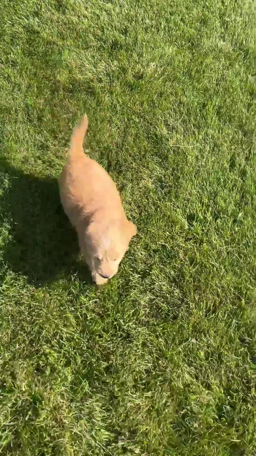 Mini Goldendoodle dogs for sale: Lawson - Video 1