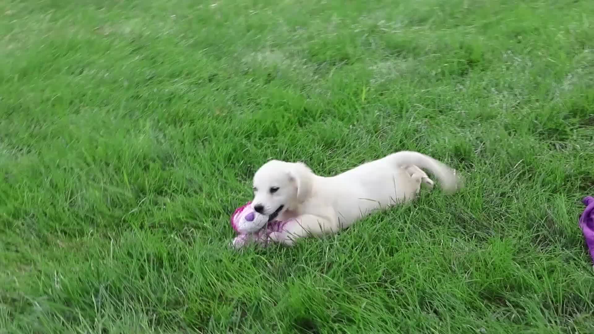 Golden Retriever dogs for sale: Tilly - Video 1