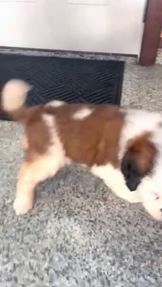Saint Bernard dogs for sale: Lovebug - Video 1