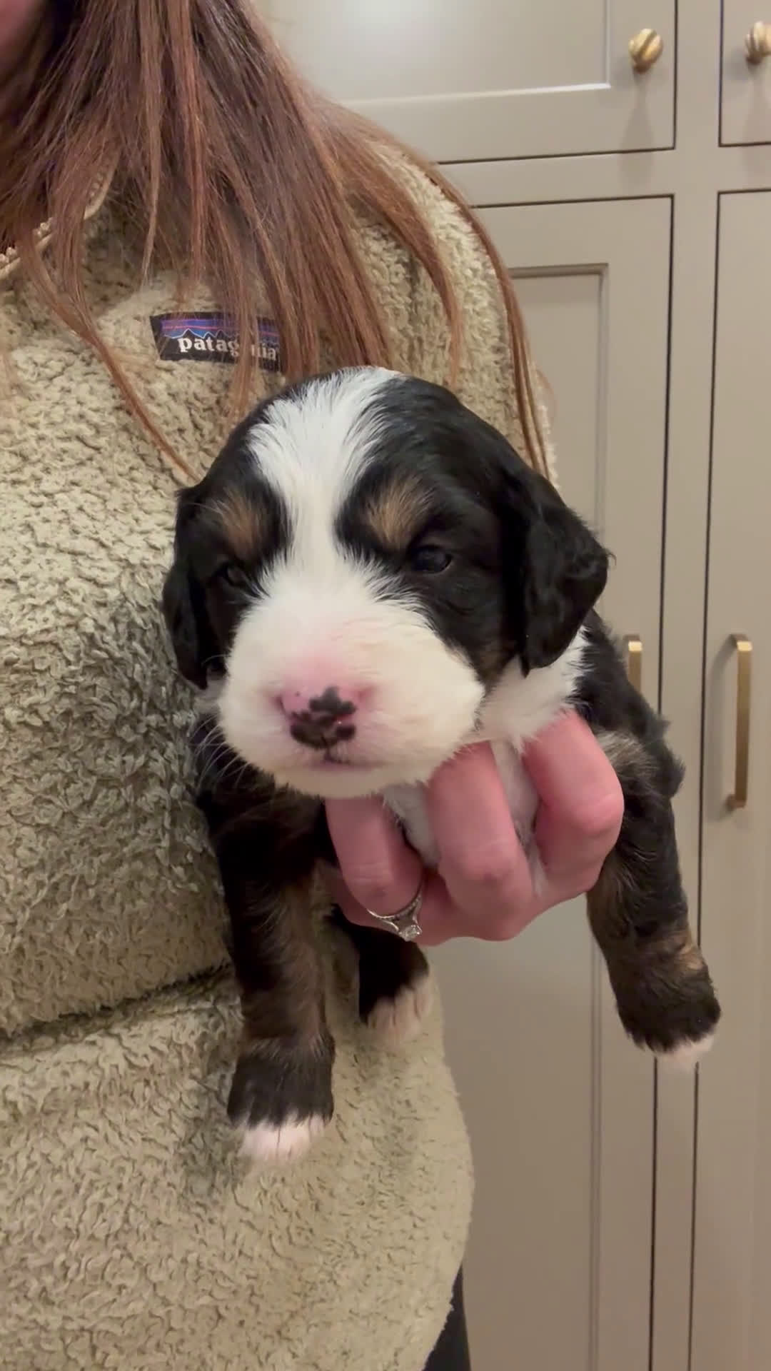 Mini Bernedoodle dogs for sale: Maggie - Video 1