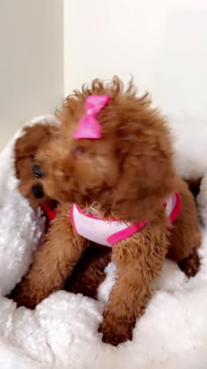 Cavapoo dogs for sale: Riley  - Video 1