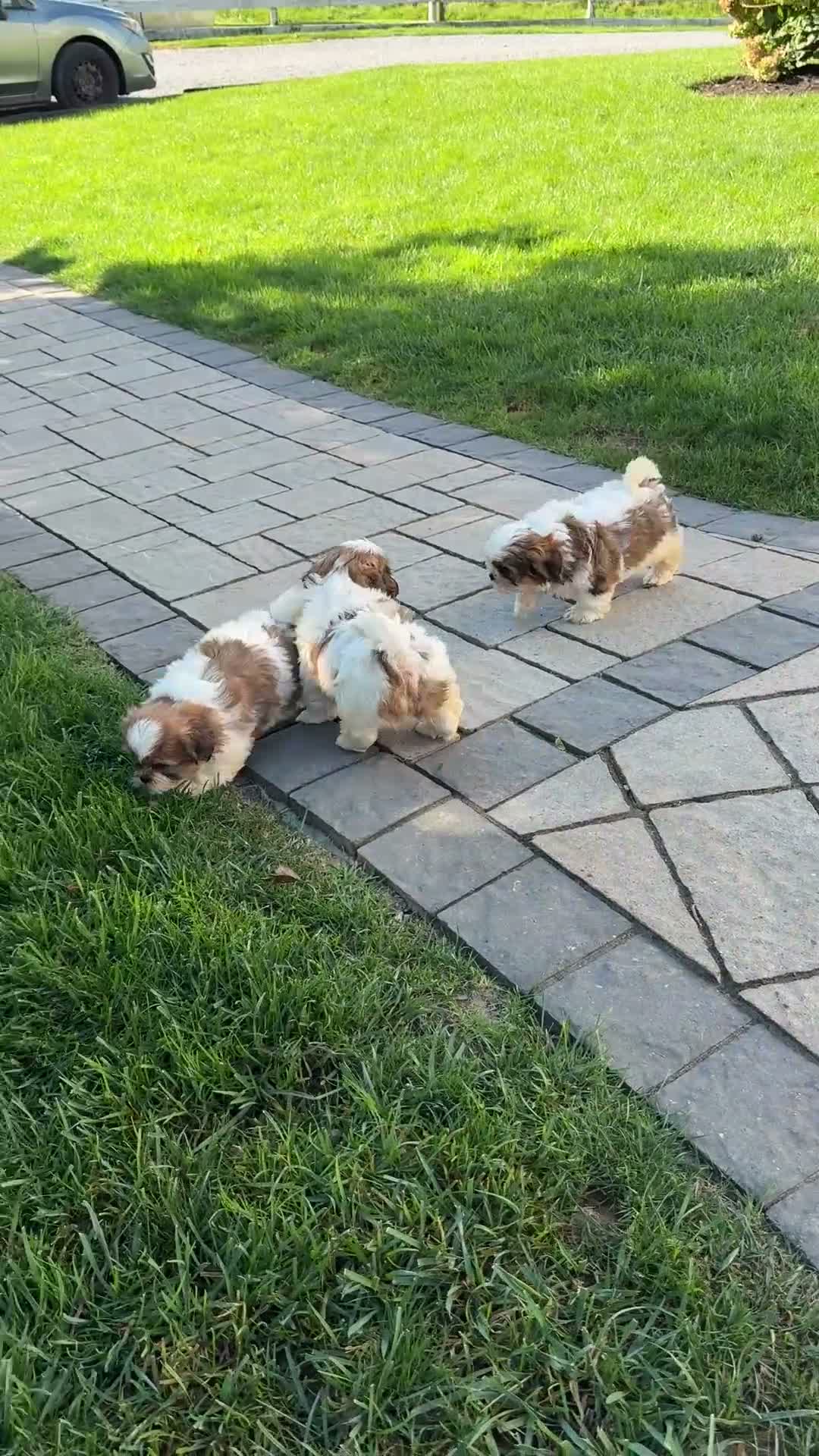 Shih Tzu dogs for sale: Sailor - Video 1
