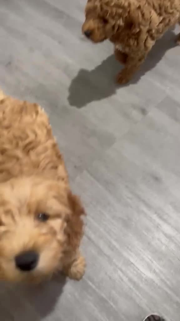 Mini Goldendoodle dogs for sale: Mini Goldendoodle Rosa - Video 1