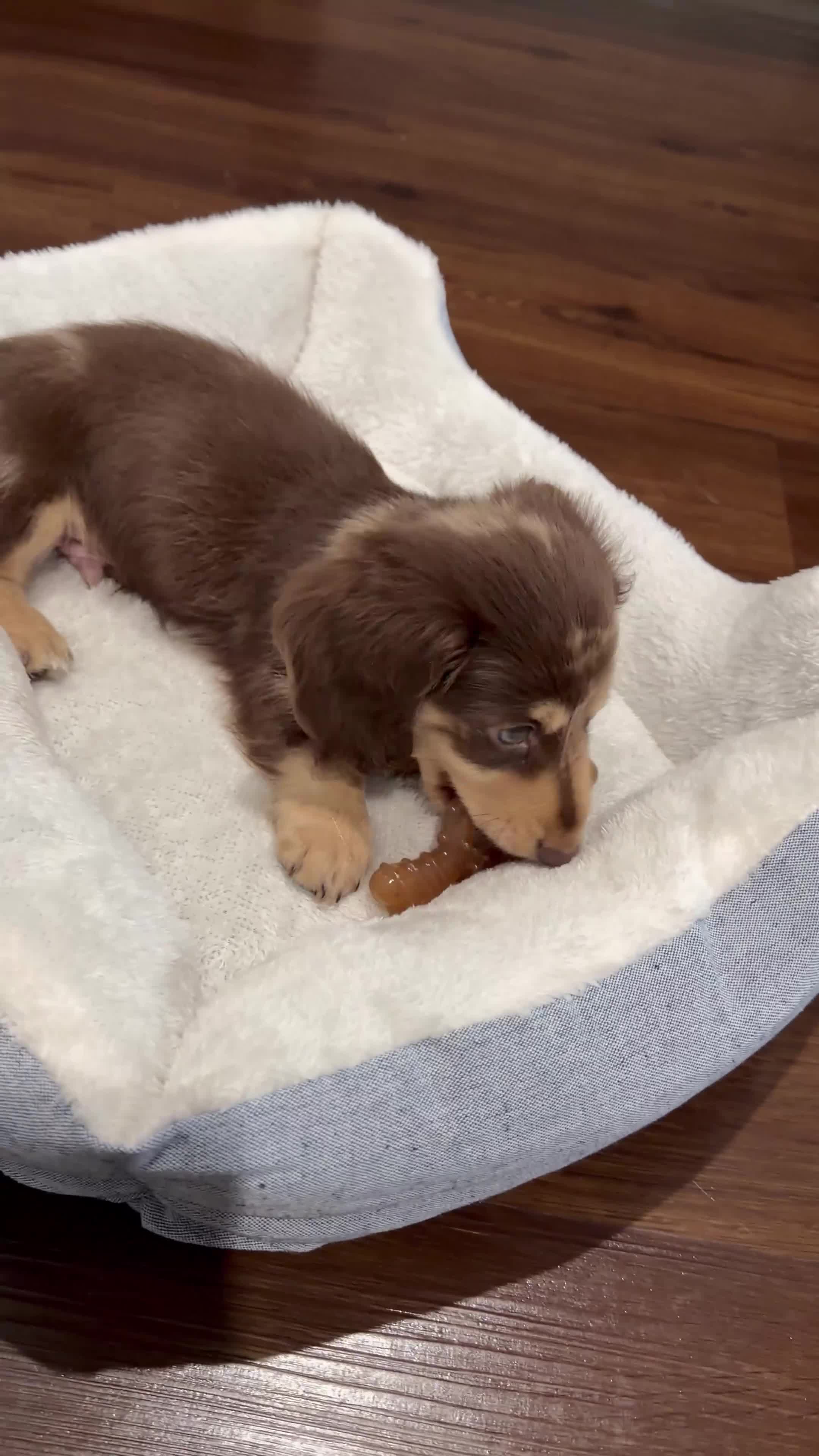 Dachshund dogs for sale: Dachshund 1 - Video 1
