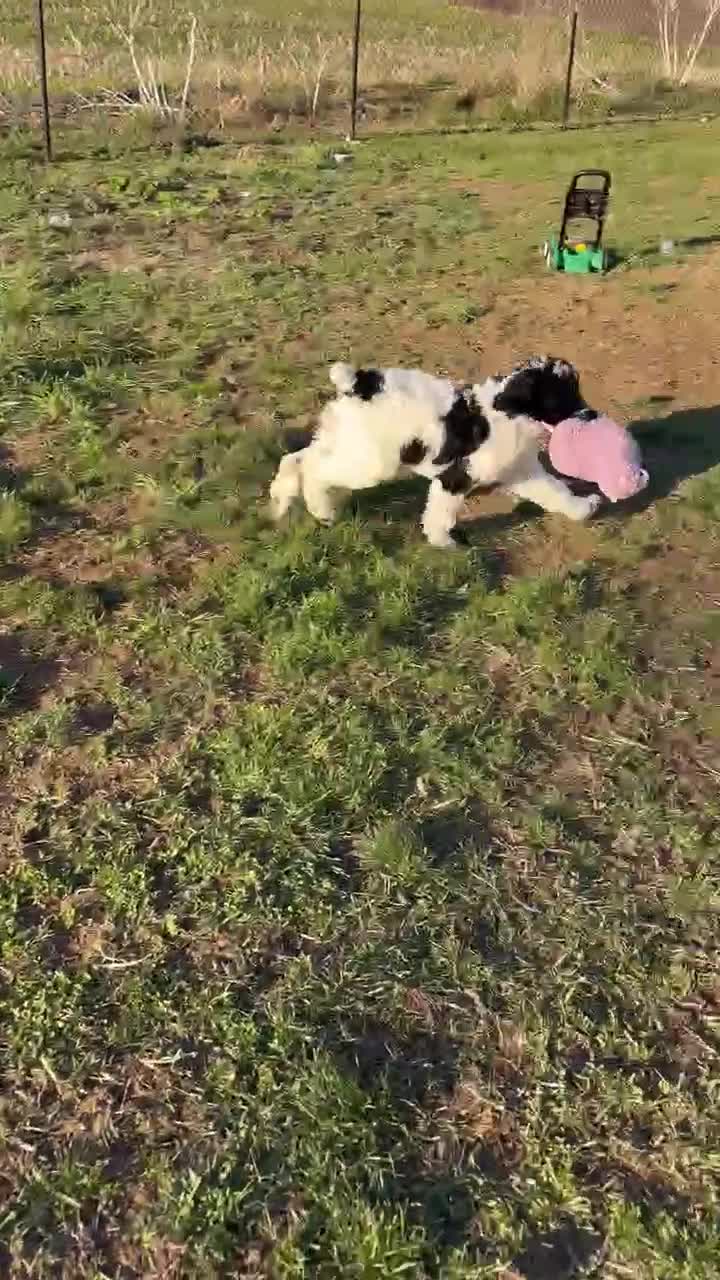 Standard Poodle dogs for sale: Ellie - Video 1