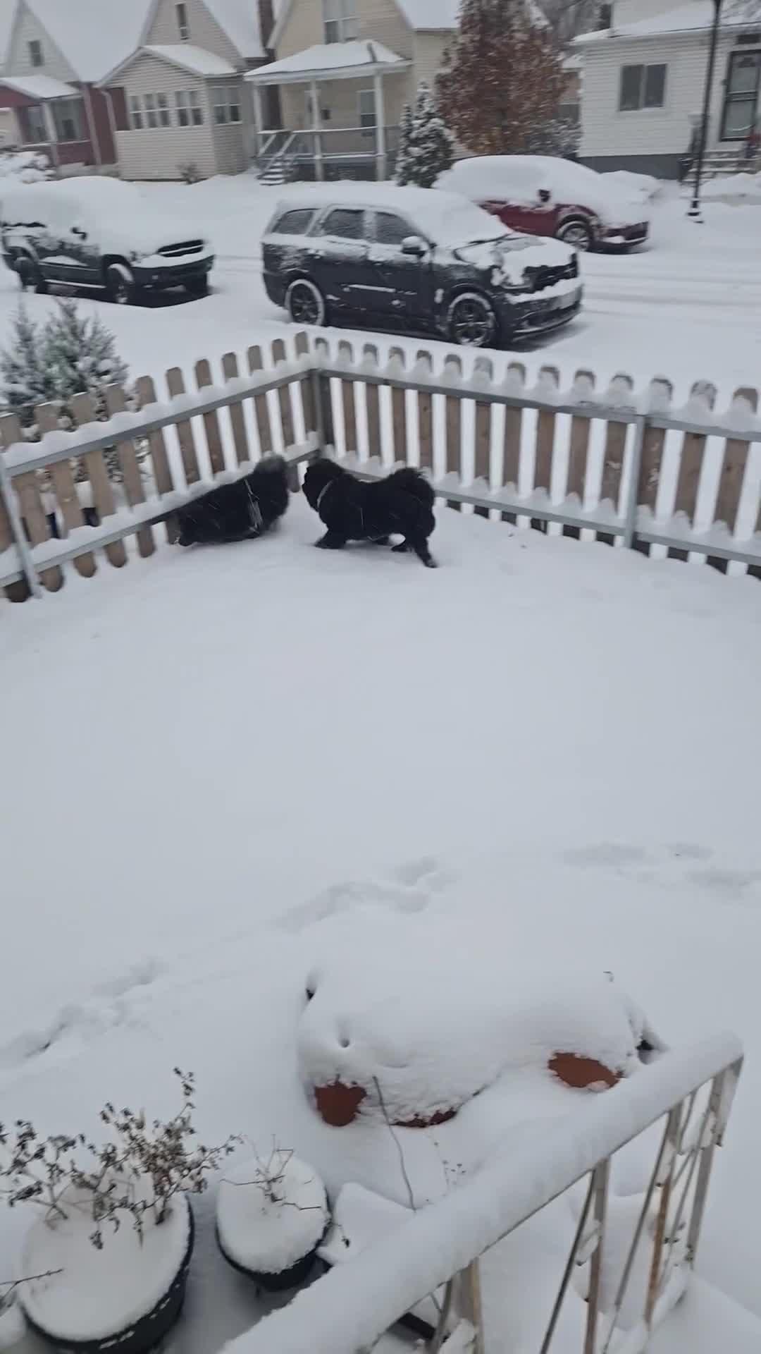 Chow Chow dogs for sale:  black 1 ( zino )  - Video 1