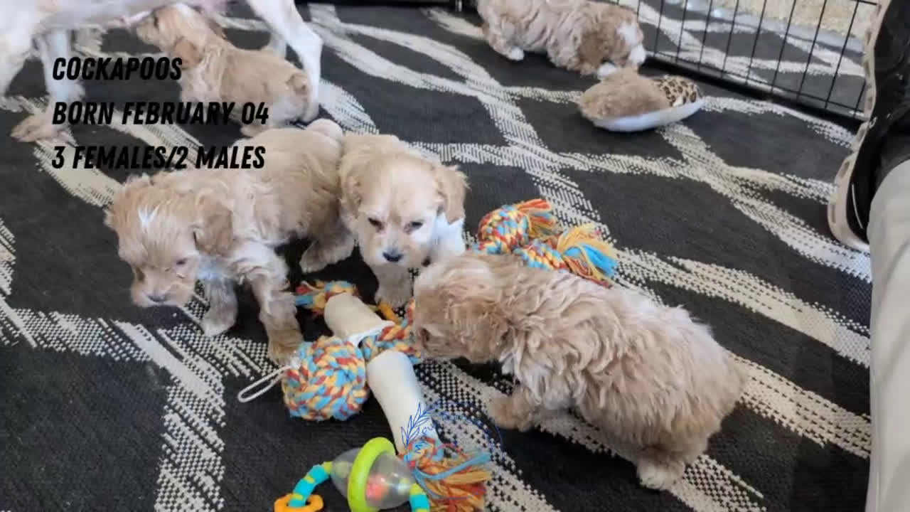 Cockapoo dogs for sale: Tripp - Video 2