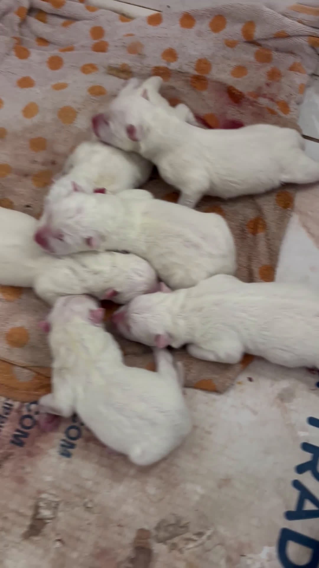 Samoyed dogs for sale: Samoyed Puppy 1 - Video 1