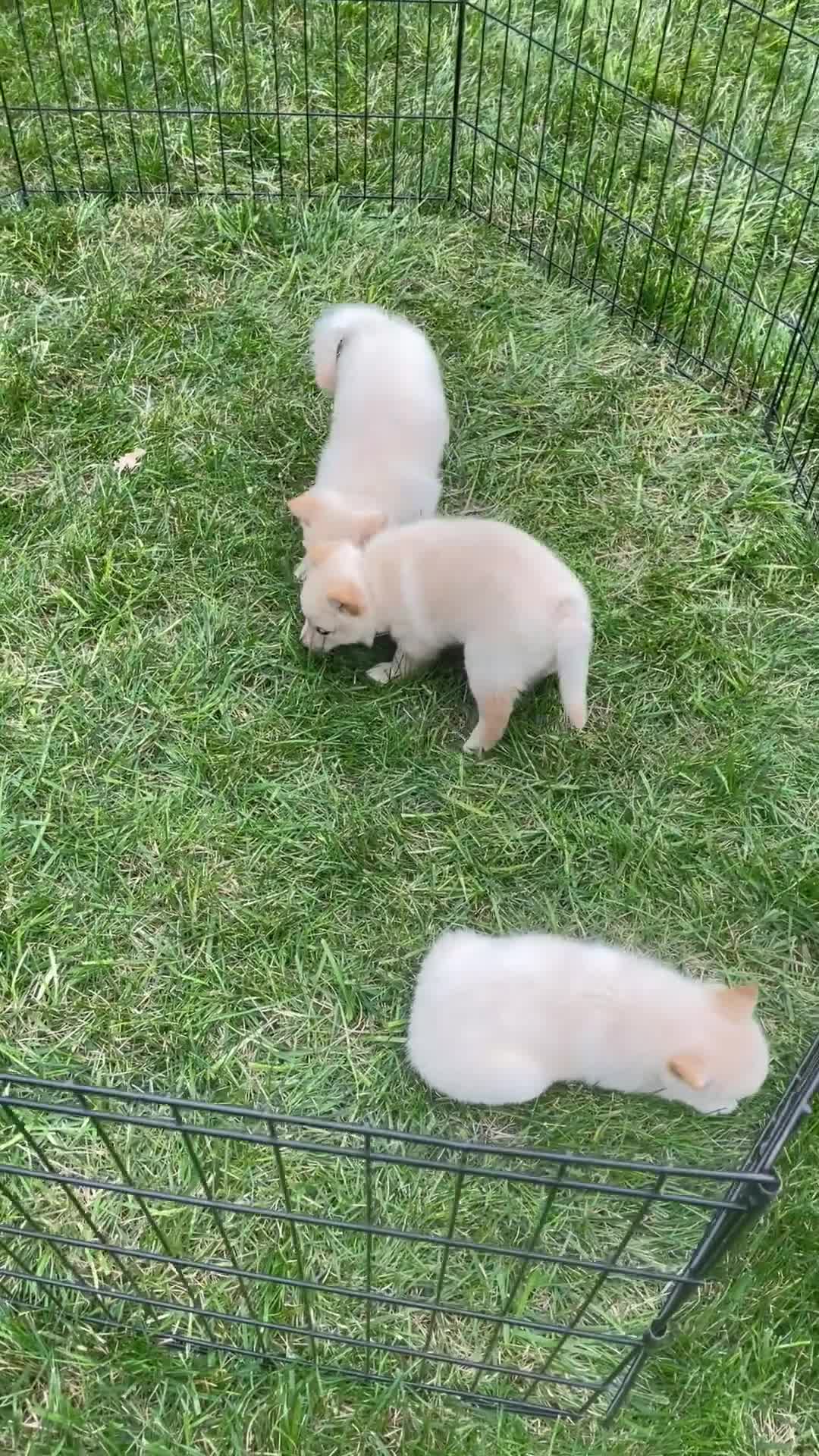 Schipperke dogs for sale: Captain  - Video 1