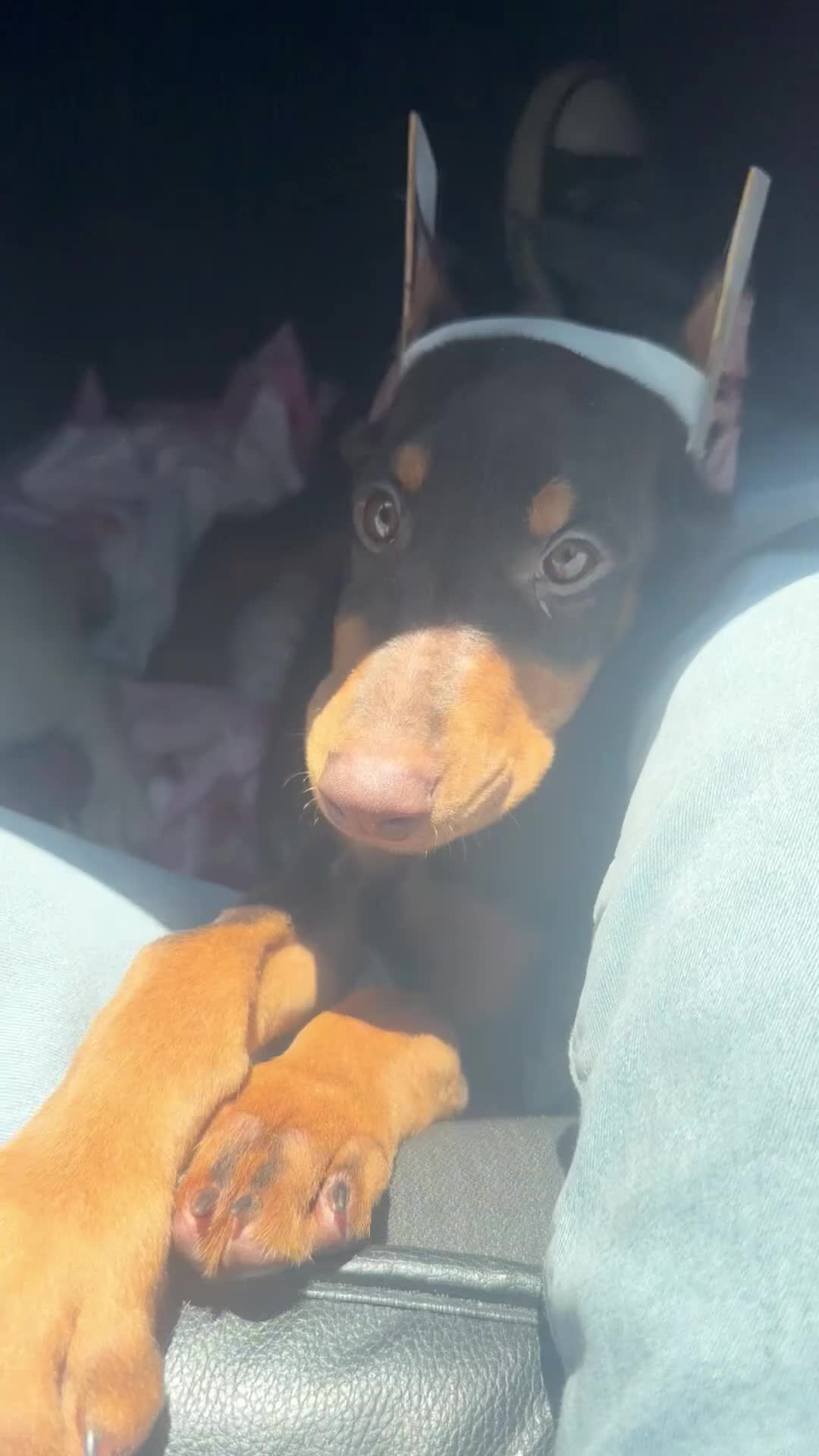 Doberman Pinscher dogs for sale: Doberman Pinscher Puppy 1 - Video 1