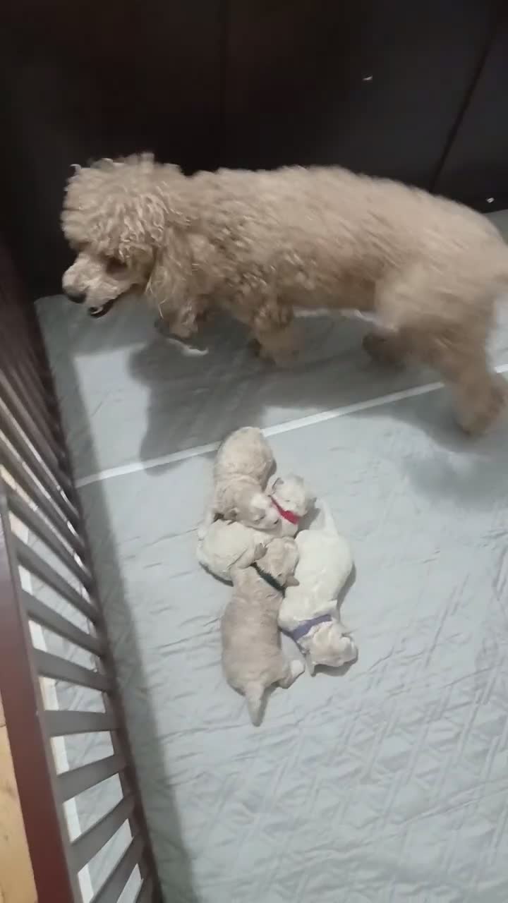 Miniature Poodle dogs for sale: Miniature Poodle 4 - Video 3
