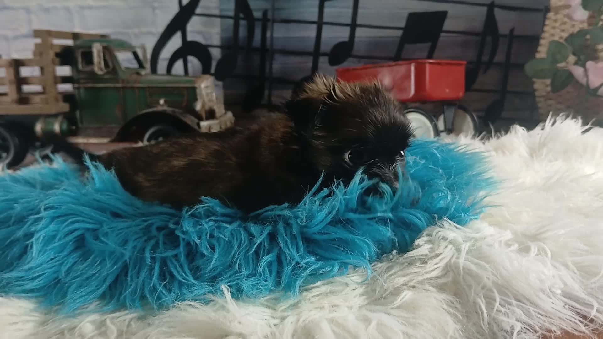 Chihuahua dogs for sale: Micro teacup long hair darker boy. Hand Delivery  - Video 1