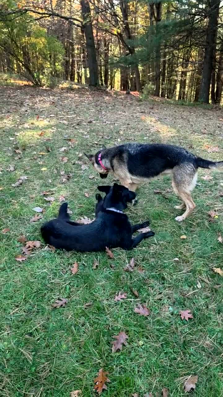 Gerberian Shepsky dogs for sale: Shadowheart  - Video 1