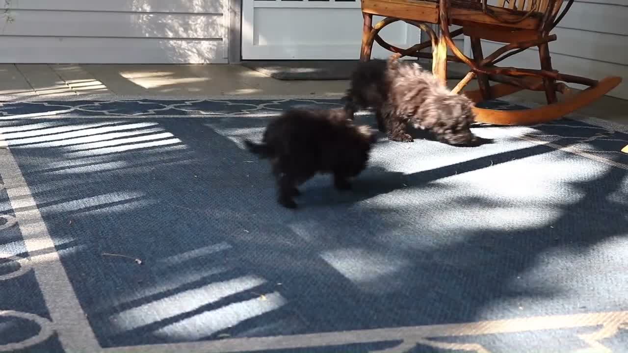 Yochon dogs for sale: Ralphie - Video 1