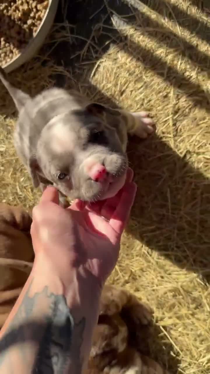American Bully dogs for sale: American Bully 1 - Video 1