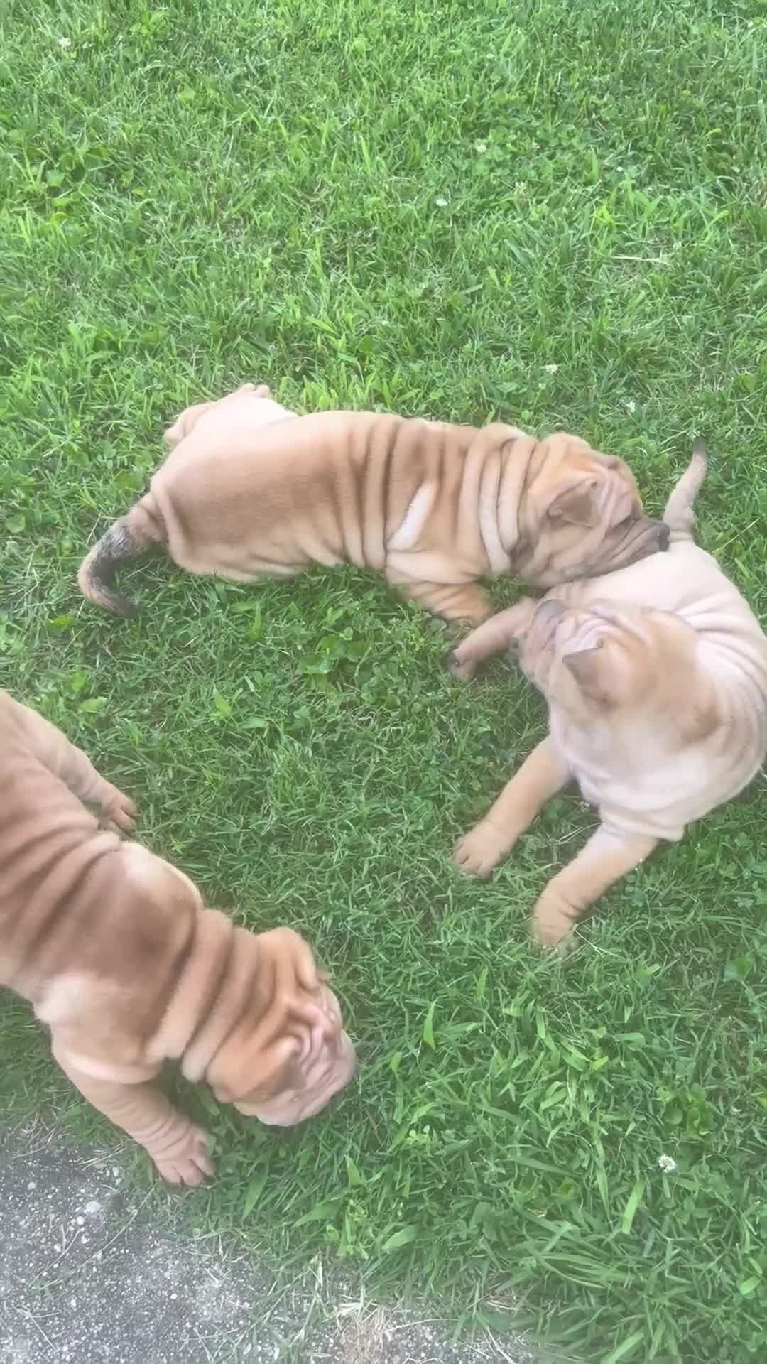 Shar Pei dogs for sale: Shar PeiPuppies - Video 3