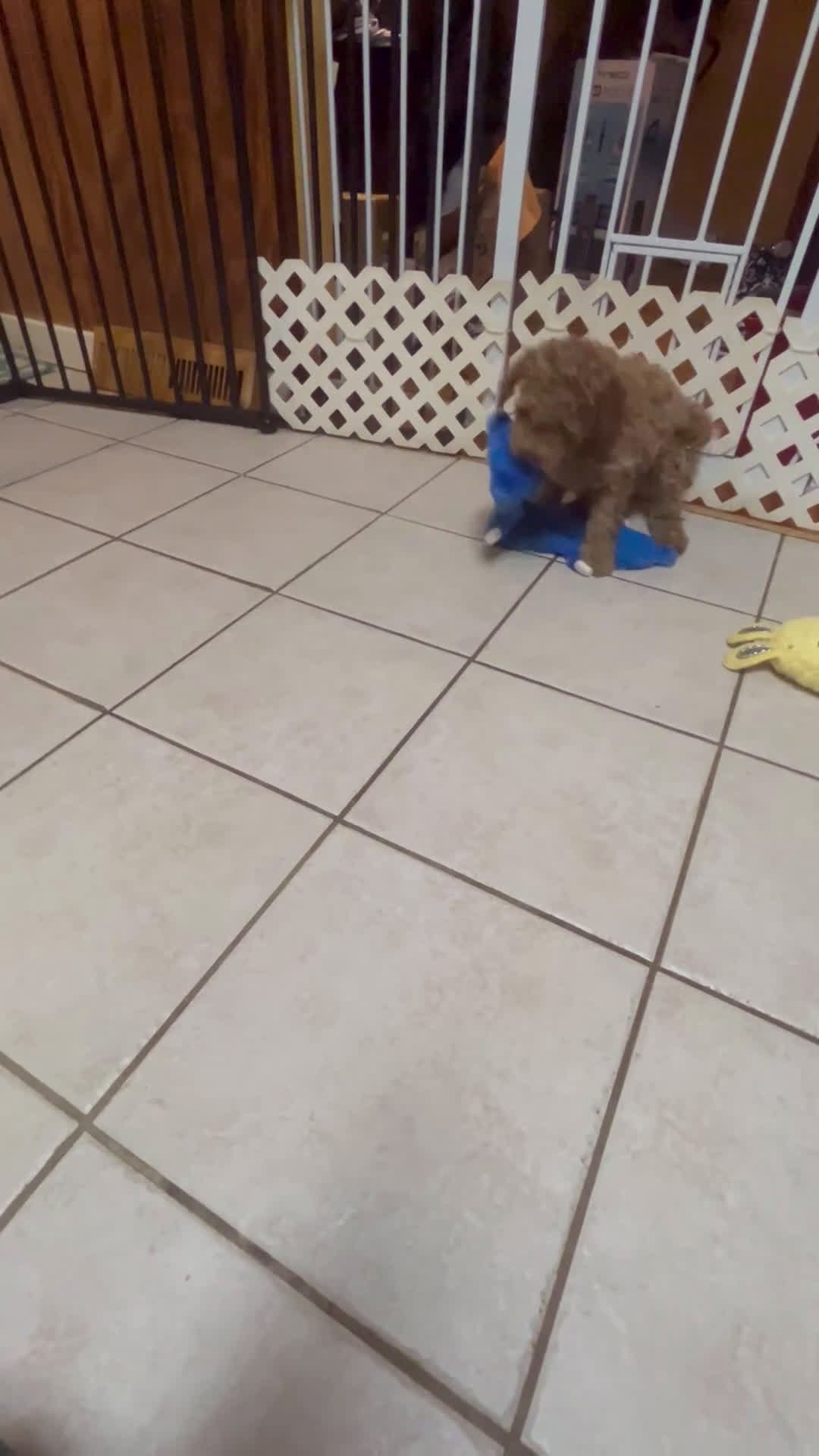 Mini Goldendoodle dogs for sale: Mini Goldendoodle Puppy Cream Puff - Video 2