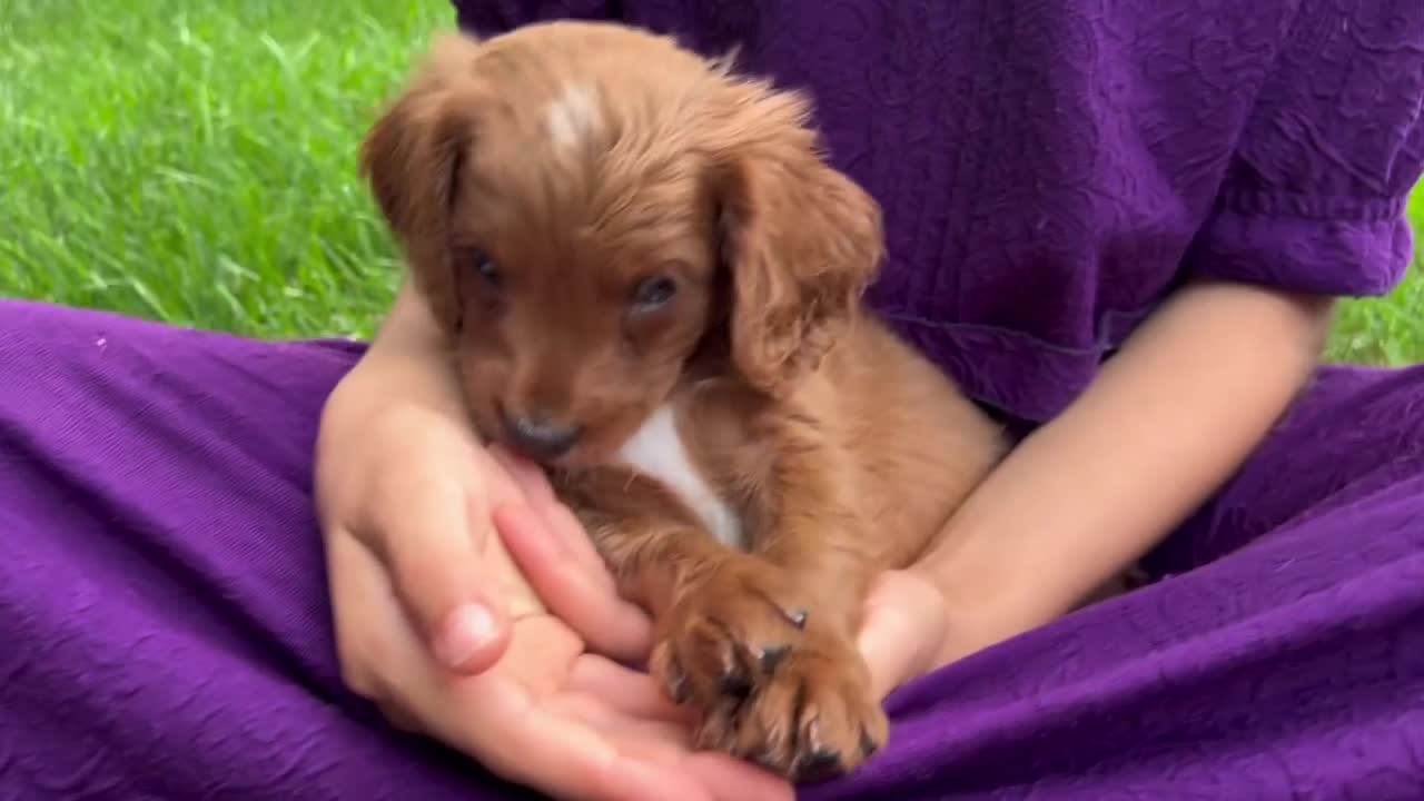 Cavapoo dogs for sale: Baxter - Video 1