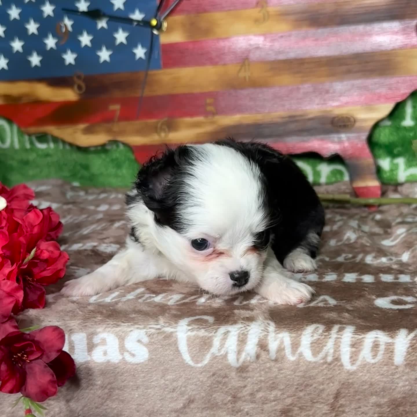 Chihuahua dogs for sale: EllieMay Long Coat  - Video 1