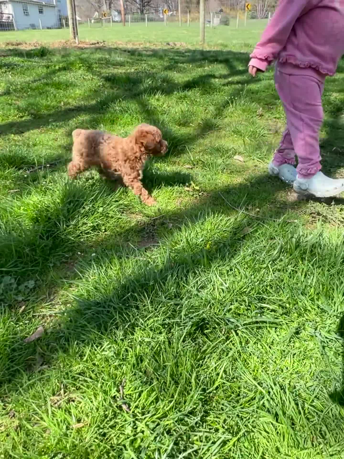 Miniature Poodle dogs for sale: Guapo - Video 1