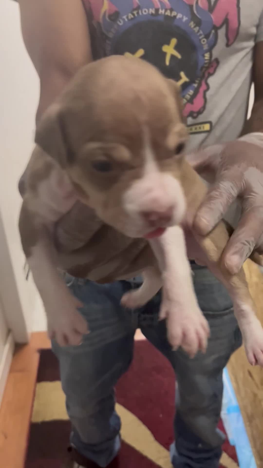 American Pit Bull Terrier dogs for sale: American Pit Bull Terrier 7 - Video 1