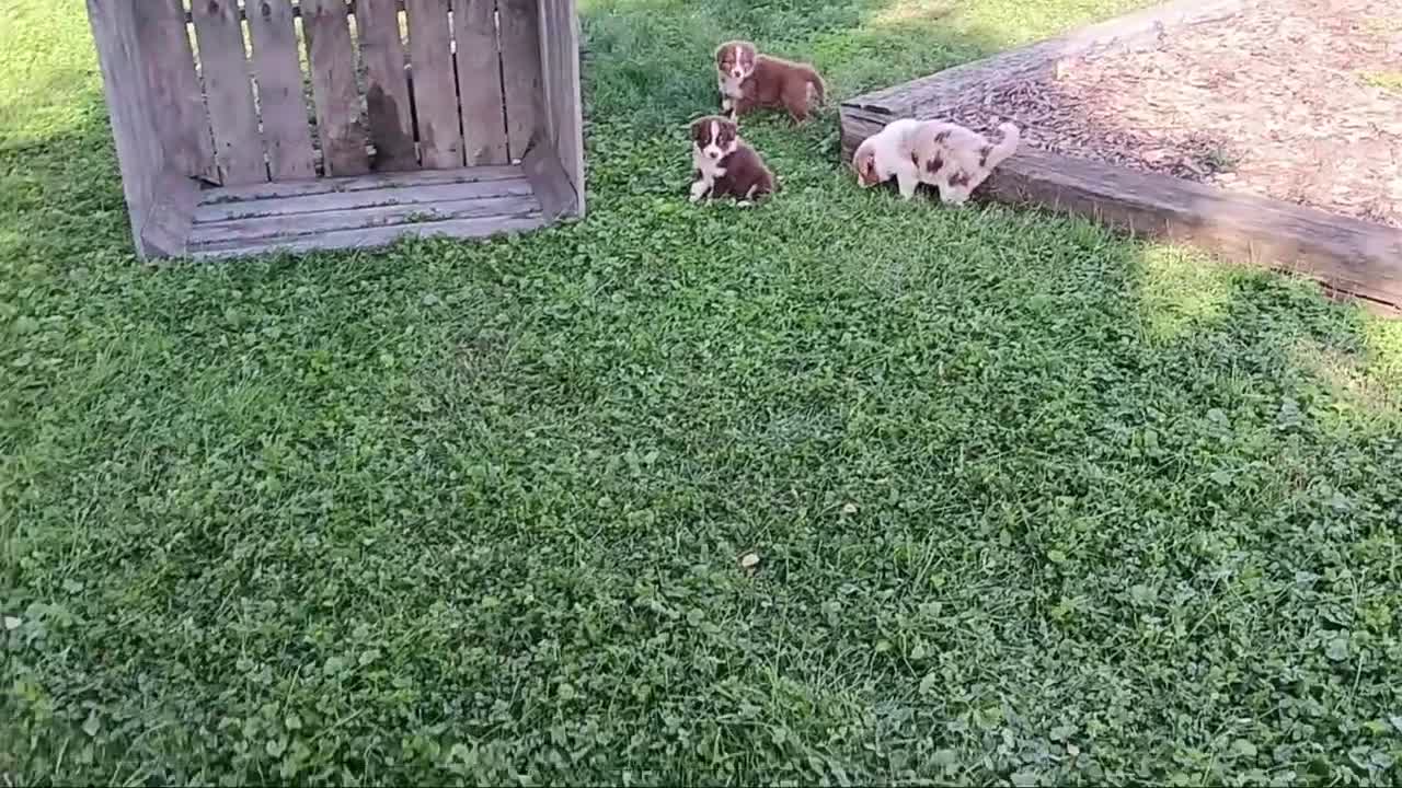 Australian Shepherd dogs for sale: Moat - Video 2