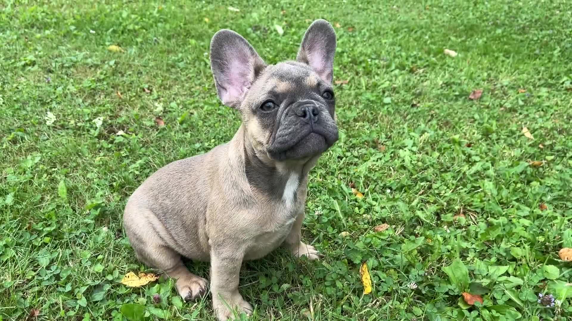 French Bulldog dogs for sale: Hershey  - Video 1