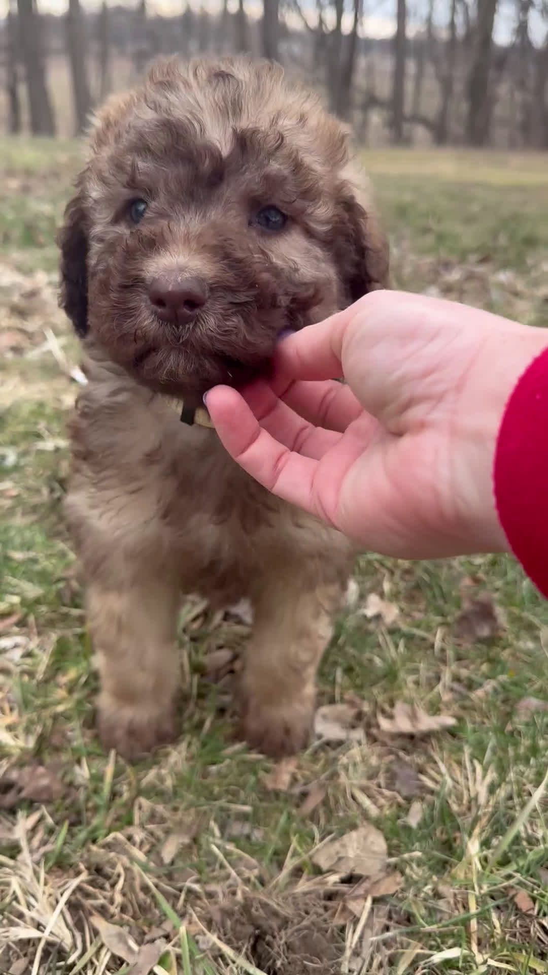 Saint Berdoodles dogs for sale: Lilly - Standard F1b - Video 3