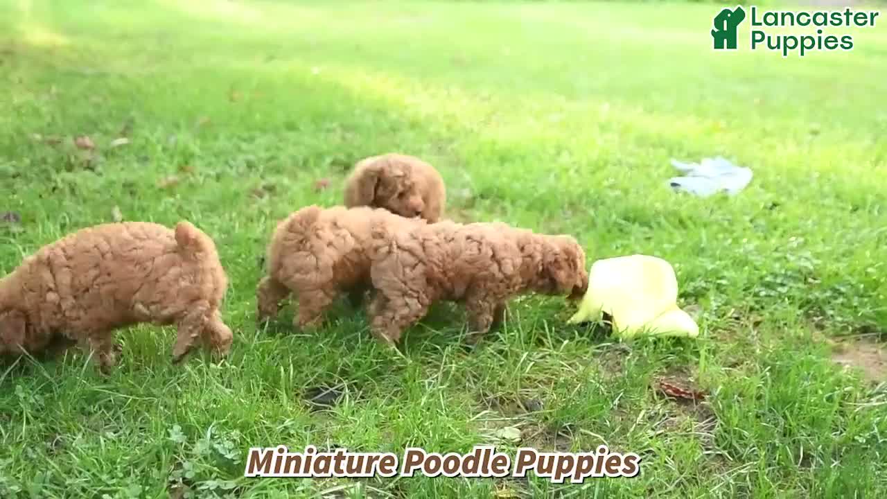 Miniature Poodle dogs for sale: Cheerios - Video 1