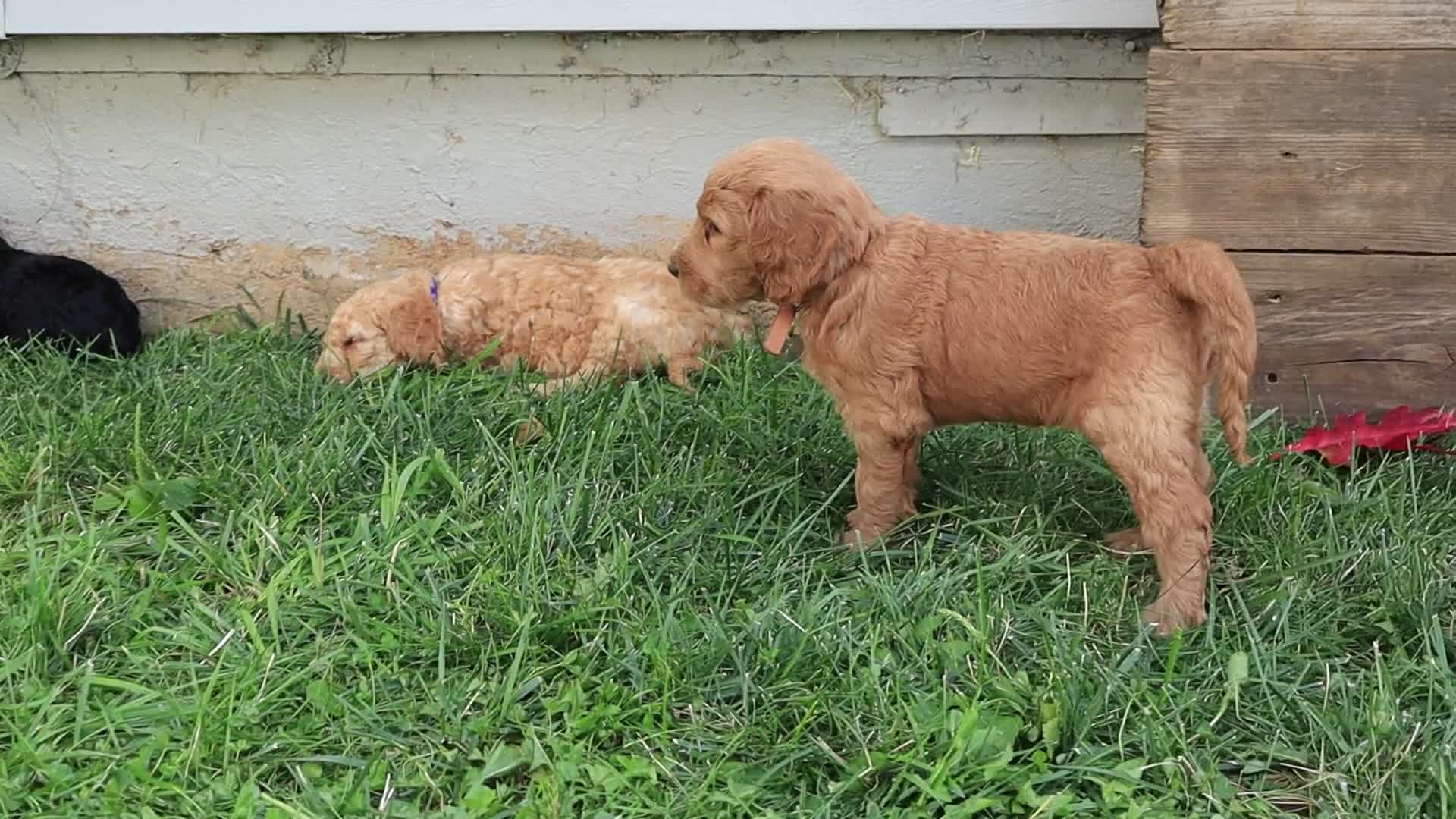 Goldendoodle dogs for sale: Noah - Video 4
