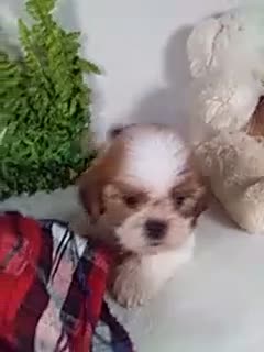 Shih Tzu dogs for sale: Asher - Video 1
