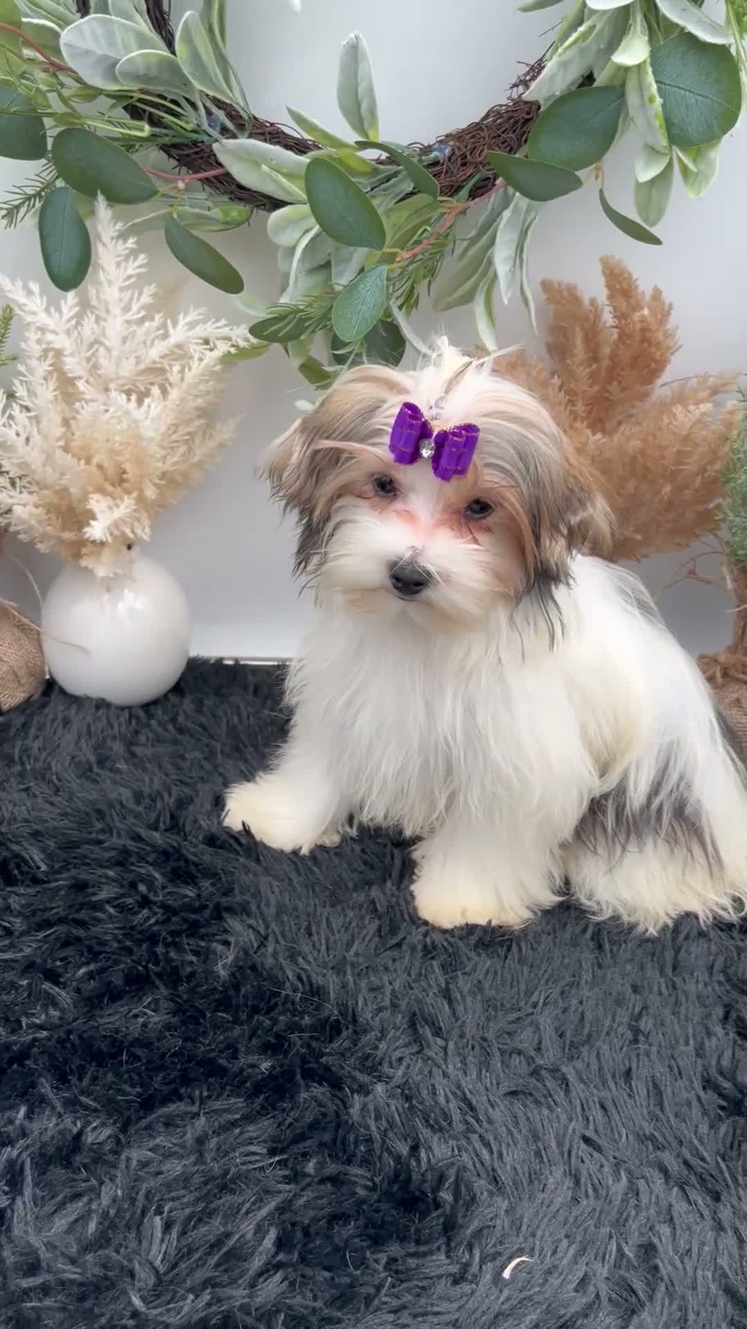 Morkie dogs for sale: Daffey the beautiful little Morkie - Video 1