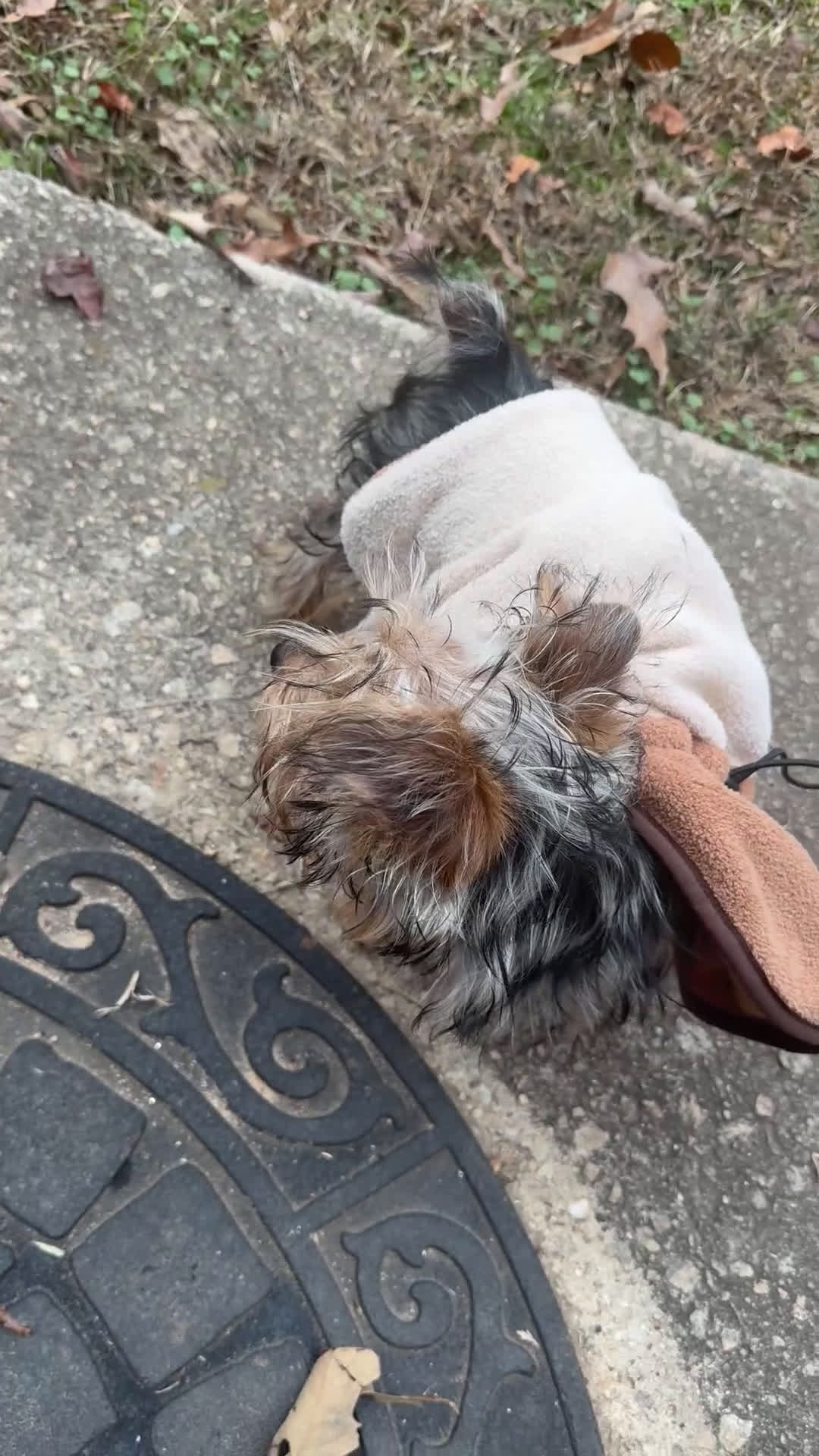 Yorkiepoo dogs for sale: Yorkiepoo Puppy 1 - Video 1