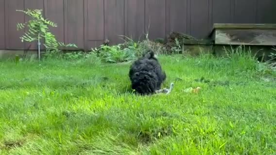 Eskipoo dogs for sale: Tootsie - Video 1