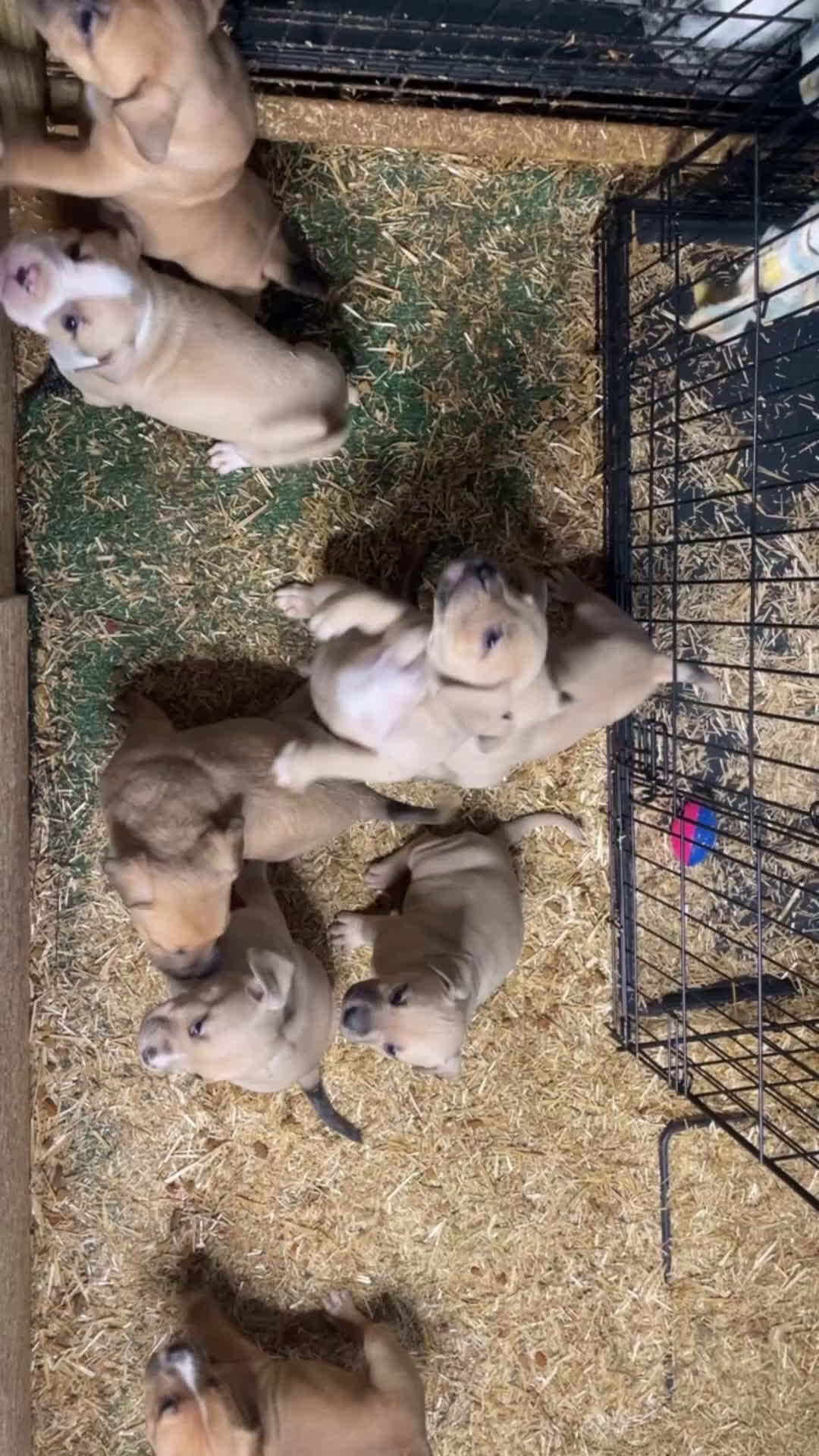 American Bully dogs for sale: American Bully Puppy 4 - Video 1