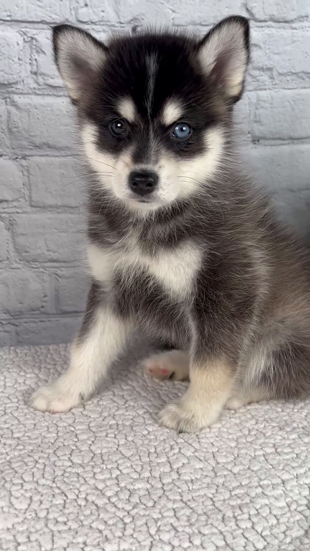 Pomsky dogs for sale: Silas - Video 1