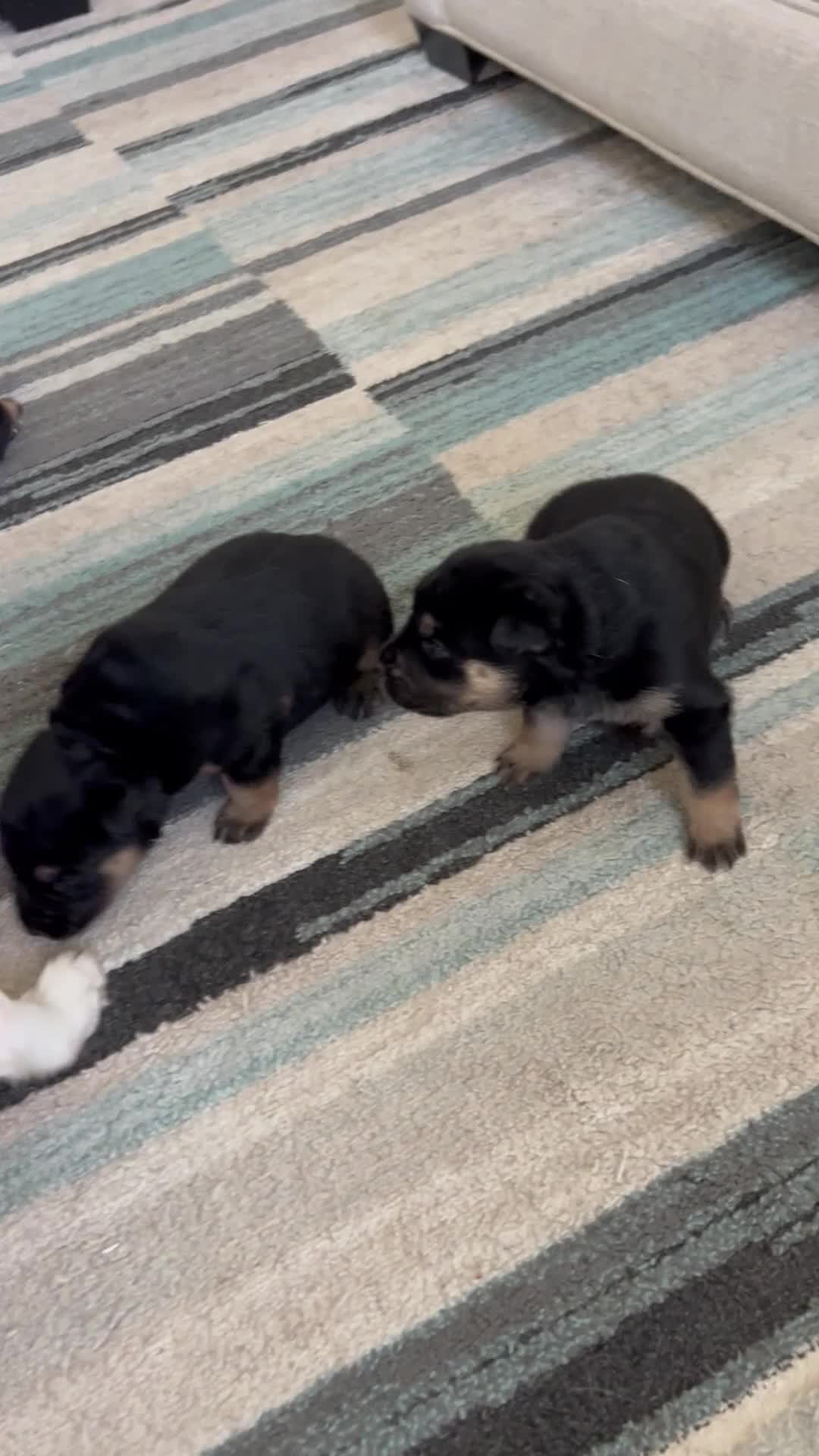 Mixed Breed dogs for sale: Bruno  - Video 1