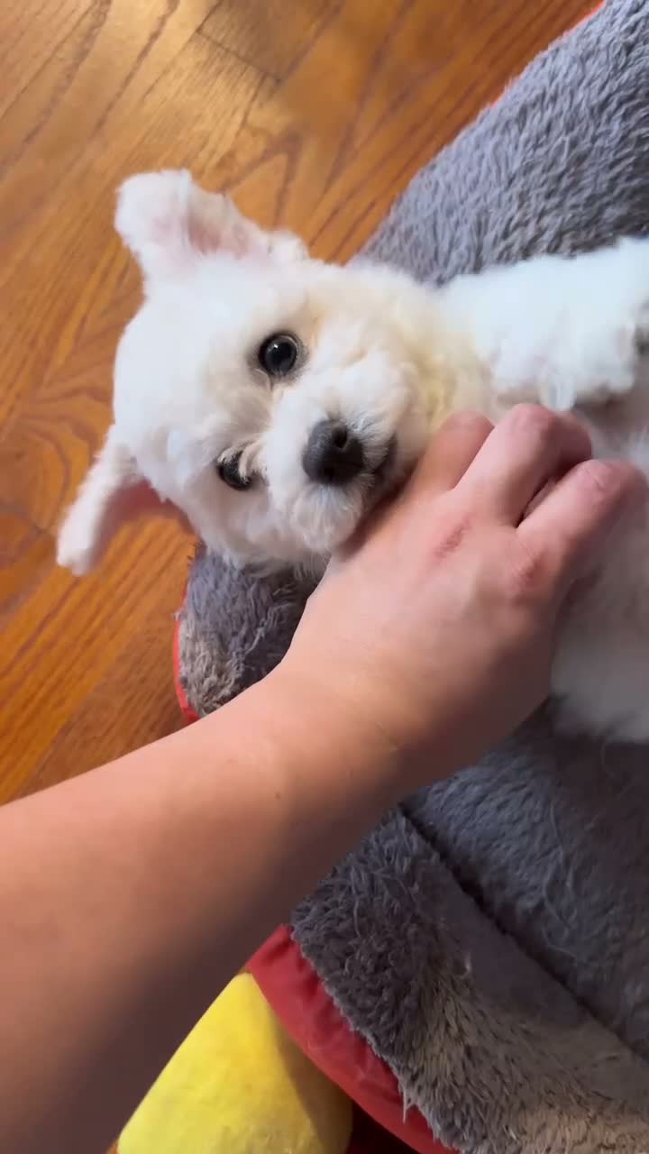 Bichon Frise dogs for sale: 🩵Nicky🩵 - Video 2